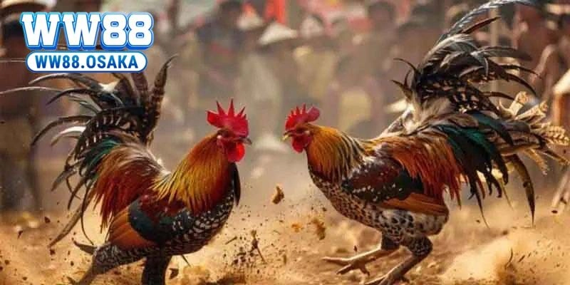 Những hình thức đá gà được yêu thích nhất trong cộng đồ kê thủ