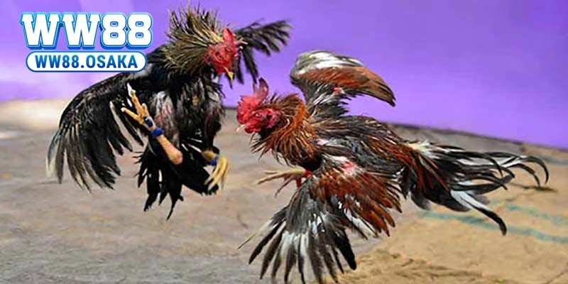 Tìm hiểu live daga là gì?
