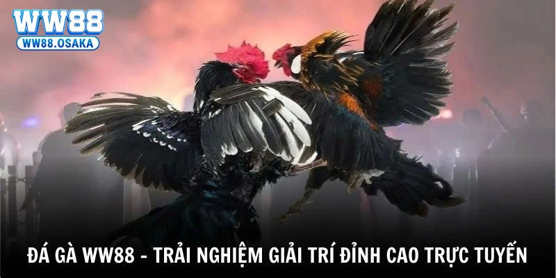 Cá cược đá gà cũng là một lựa chọn hấp dẫn với những trận đấu nảy lửa.